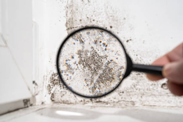 Best Residential Mold Inspection & Testing  in Detroit Beach, MI